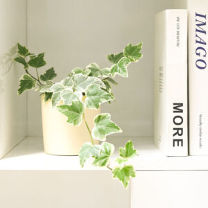 Golden English Ivy