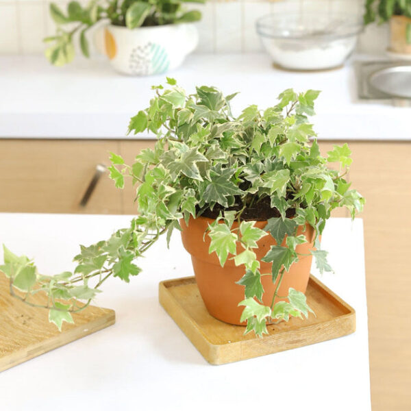 Golden English Ivy - Image 2