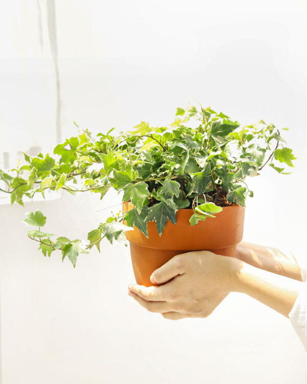 Golden English Ivy - Image 9