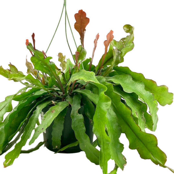 Ric Rac Cactus Fire (Epiphyllum anguliger) - Image 3