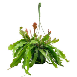 Ric Rac Cactus Fire (Epiphyllum anguliger)