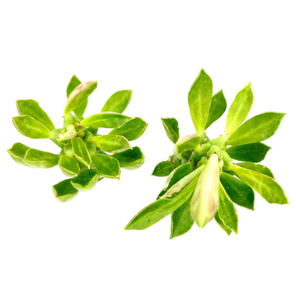 Euphorbia Guentheri Cactus - Image 4