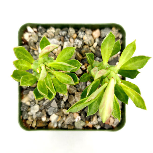 Euphorbia Guentheri Cactus - Image 5