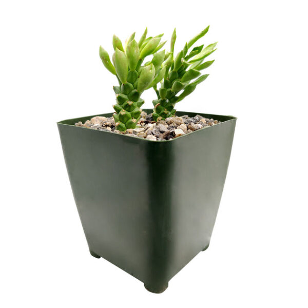 Euphorbia Guentheri Cactus - Image 6