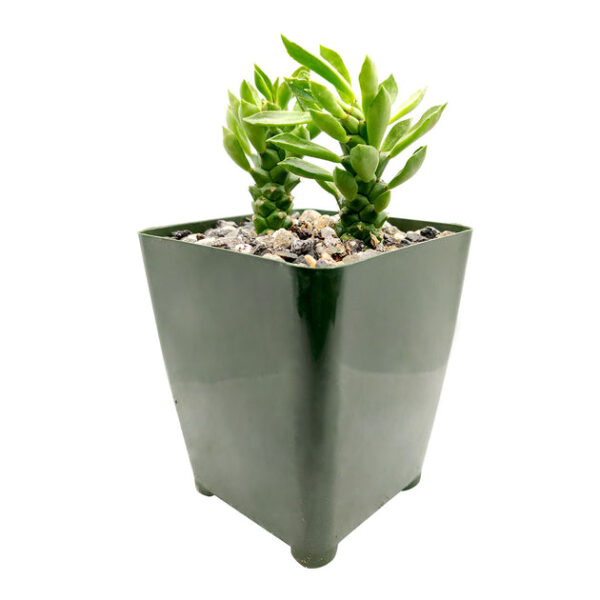 Euphorbia Guentheri Cactus - Image 2