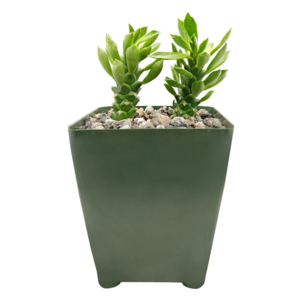 Euphorbia Guentheri Cactus - Image 3