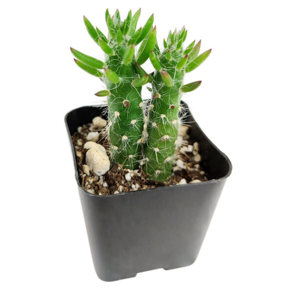 Eve's Needle Cactus - Image 3