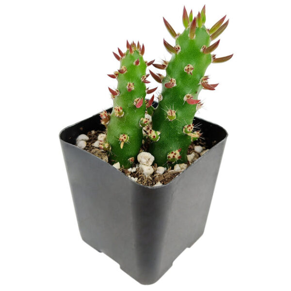 Eve's Needle Cactus - Image 2