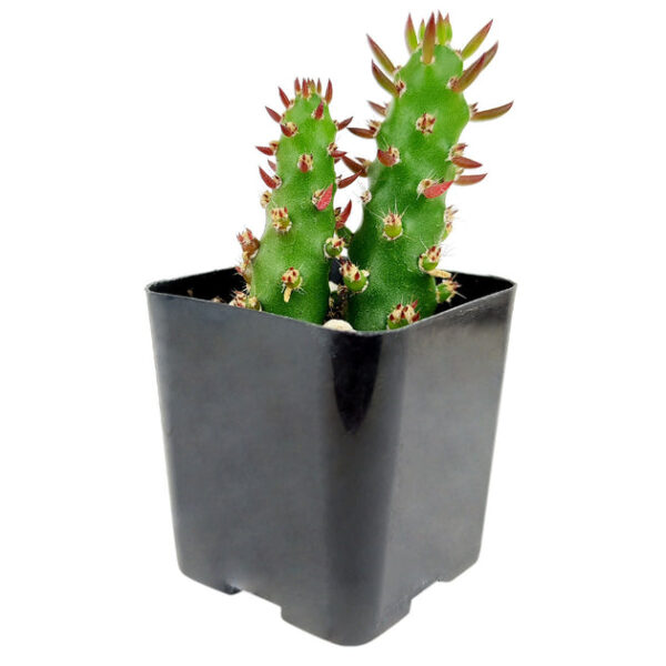 Eve's Needle Cactus - Image 5