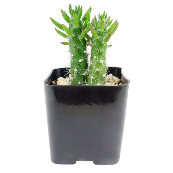 Eve's Needle Cactus - Image 4