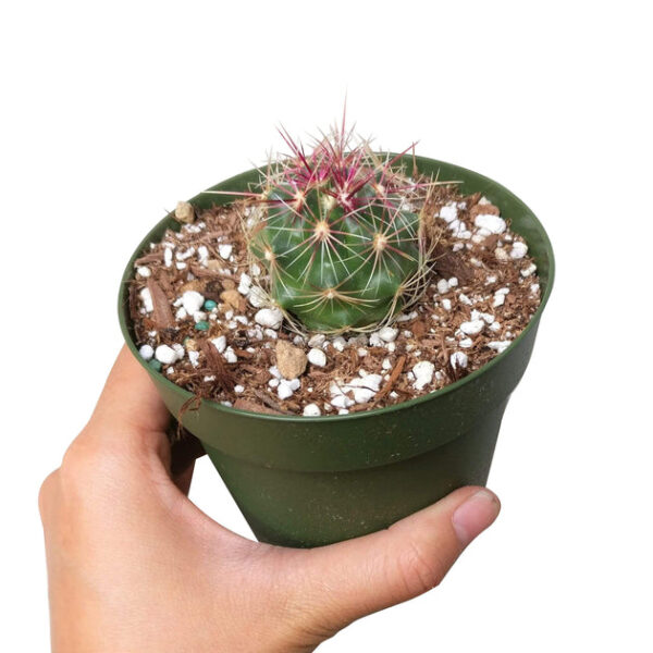 Ferocactus Hamatacanthus Cactus - Image 2
