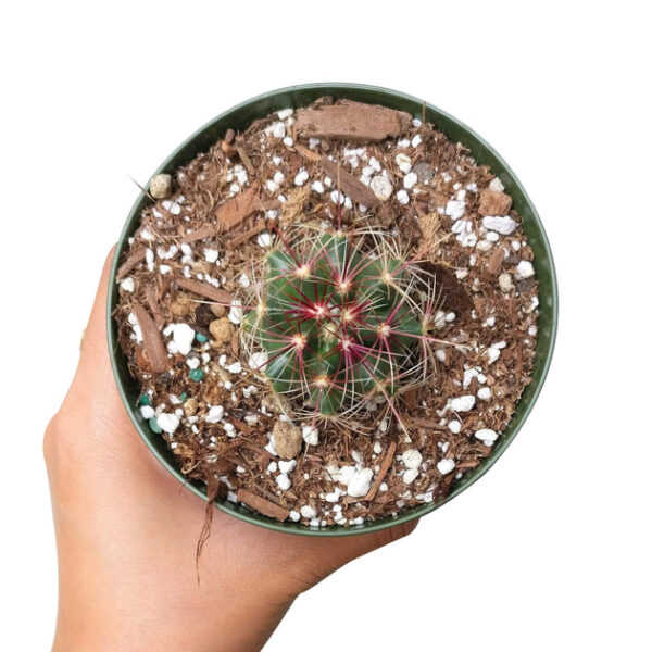 Ferocactus Hamatacanthus Cactus - Image 3