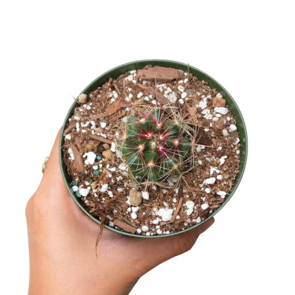Ferocactus Hamatacanthus Cactus - Image 4