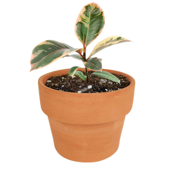 Ficus Elastica Ruby Pink - Image 9
