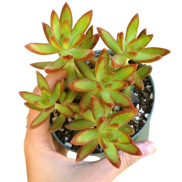 Sedum Fire Storm Succulent - Image 3