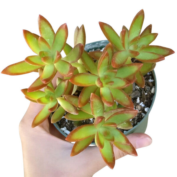 Sedum Fire Storm Succulent - Image 4