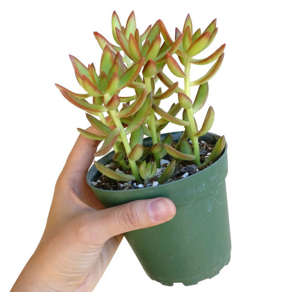 Sedum Fire Storm Succulent - Image 5