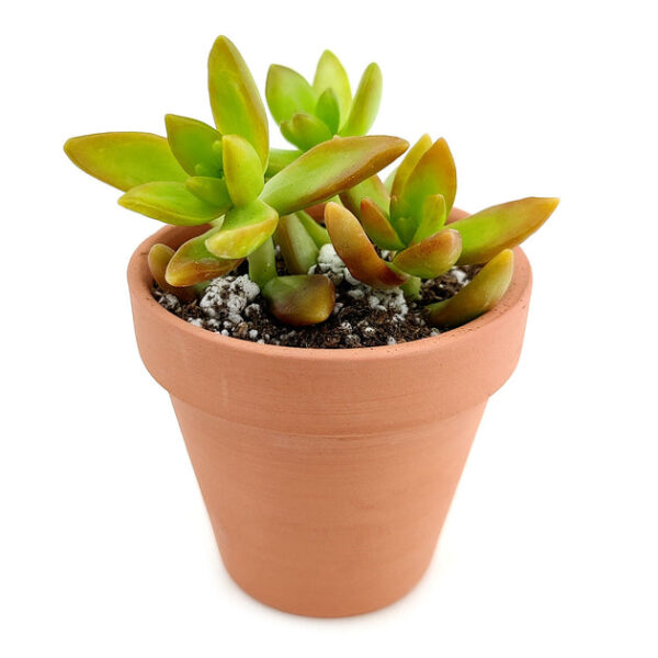 Sedum Fire Storm Succulent - Image 6