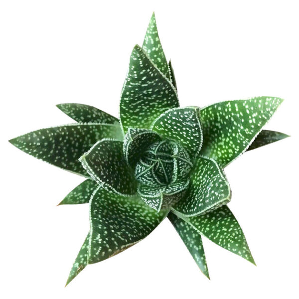 Gasteria Flow Spiky Aloe - Image 4
