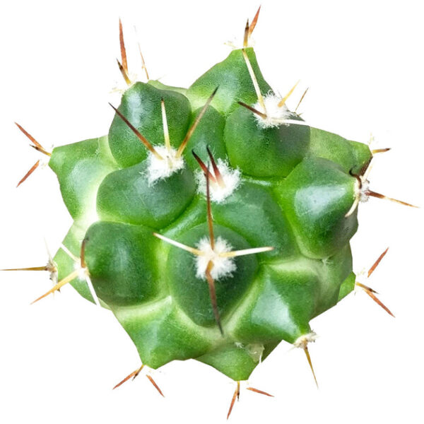 Devil's Tongue Cactus - Image 2