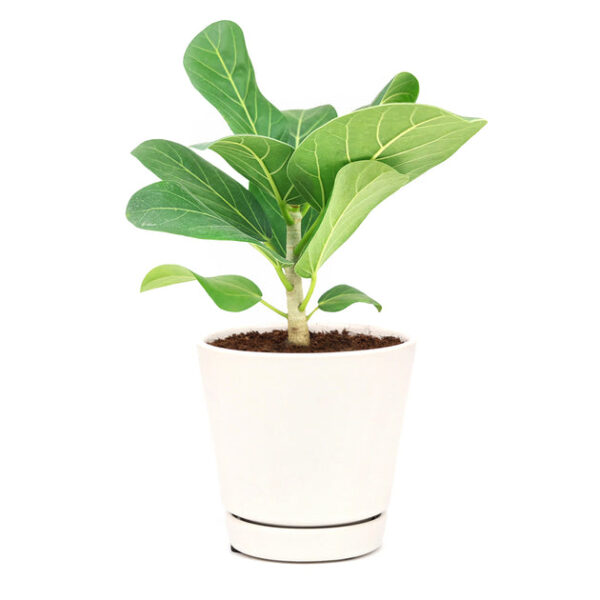 Ficus Audrey - Image 2