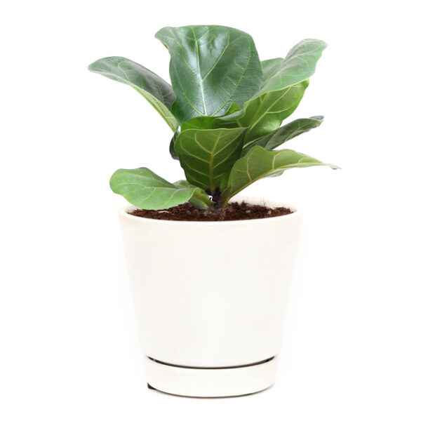 Ficus Lyrata Little Sunshine - Image 5