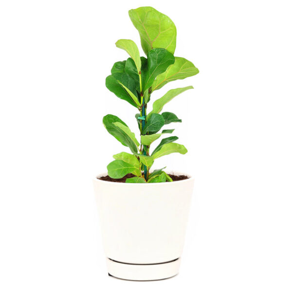 Ficus Lyrata - Image 7