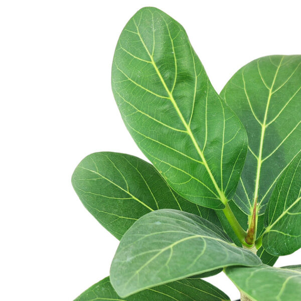 Ficus Audrey - Image 5