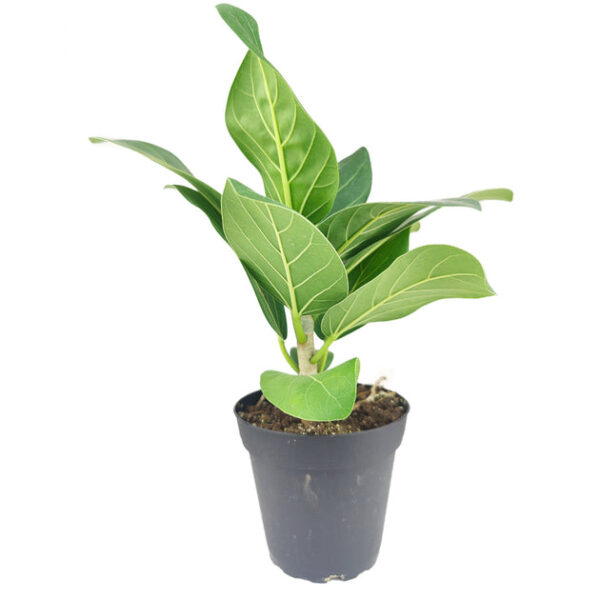 Ficus Audrey - Image 3