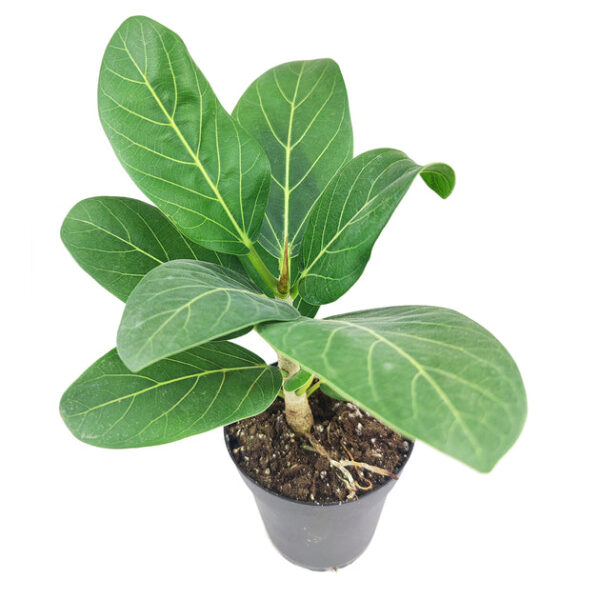 Ficus Audrey - Image 4