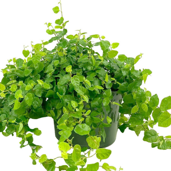 Green Creeping Fig (Ficus repens) - Image 3