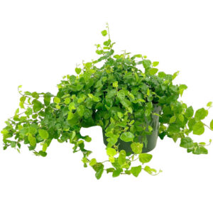 Green Creeping Fig (Ficus repens)