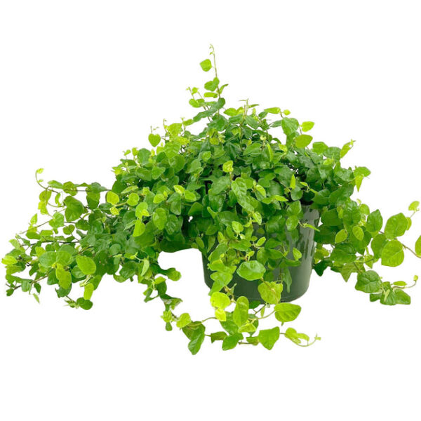 Green Creeping Fig (Ficus repens)