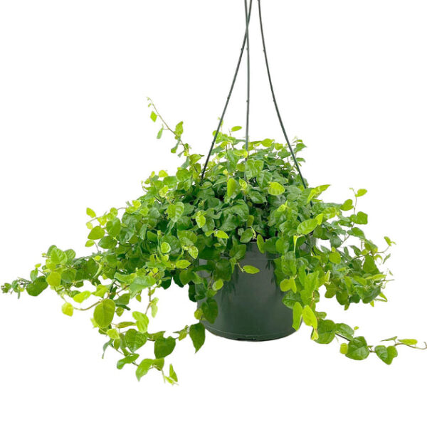 Green Creeping Fig (Ficus repens) - Image 2