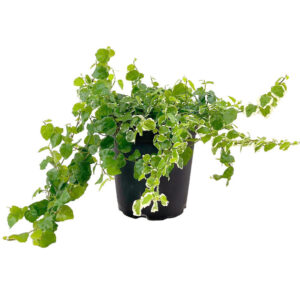 Variegated Creeping Fig (Ficus Repens Variegata)