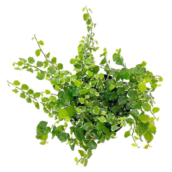 Variegated Creeping Fig (Ficus Repens Variegata) - Image 2