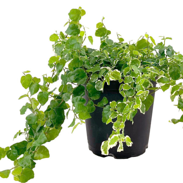 Variegated Creeping Fig (Ficus Repens Variegata) - Image 3
