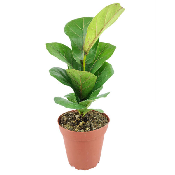 Ficus Lyrata Little Sunshine - Image 2