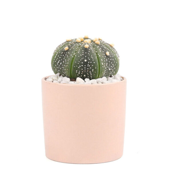 Cactus Wedding and Party Favors Tray - Image 6