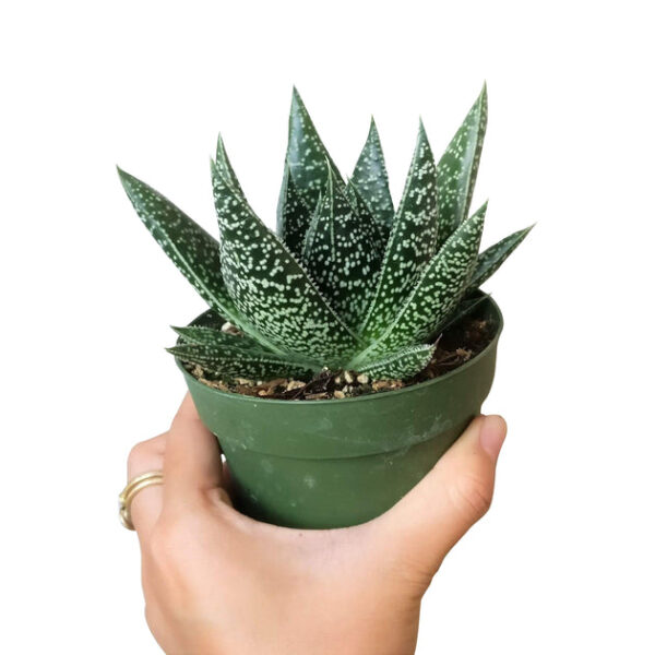 Gasteria Flow Spiky Aloe - Image 5