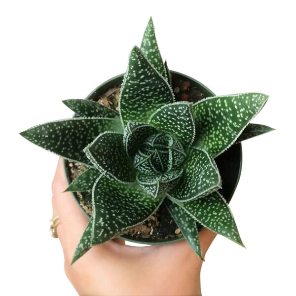 Gasteria Flow Spiky Aloe - Image 6