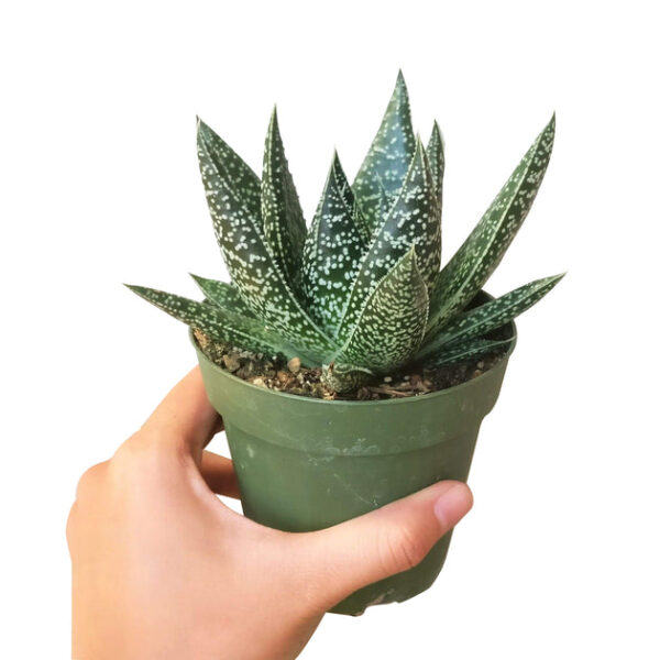 Gasteria Flow Spiky Aloe - Image 7