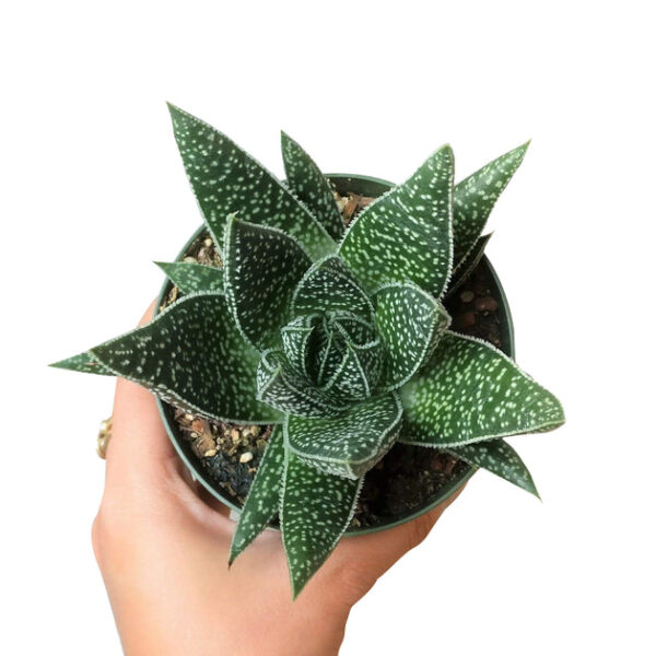 Gasteria Flow Spiky Aloe - Image 8