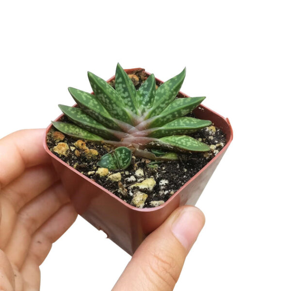 Gasteria Little Warty - Image 4