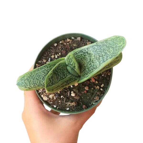 Gasteria Little Warty - Image 7