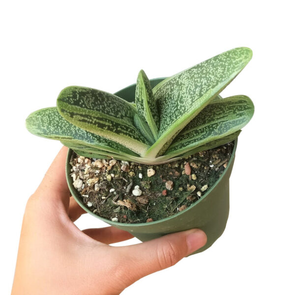 Gasteria Little Warty - Image 9