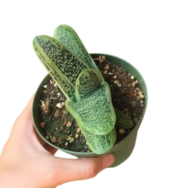 Gasteria Little Warty - Image 8