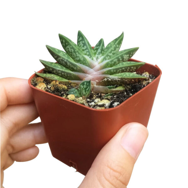 Gasteria Little Warty - Image 5