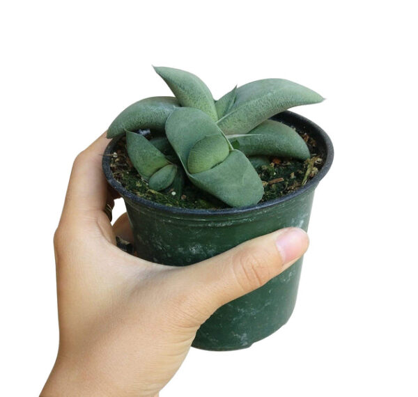 Gasteria Ox Tongue Succulent - Image 3
