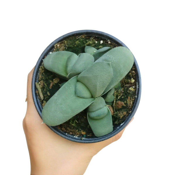 Gasteria Ox Tongue Succulent - Image 4